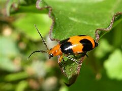 Aulacophora hilaris