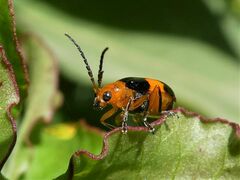 Aulacophora hilaris