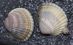 Cerastoderma glaucum