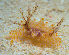 Halgerda batangas