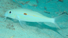 Mulloidichthys flavolineatus