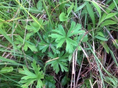 Anemone cylindrica