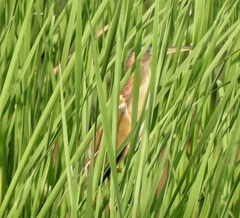 Ixobrychus sinensis