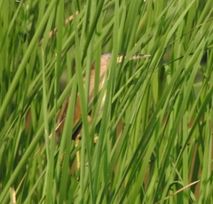 Ixobrychus sinensis