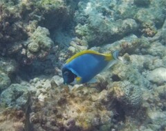 Acanthurus leucosternon