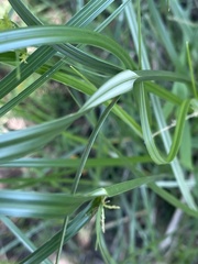 Cyperus fastigiatus