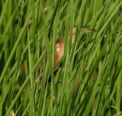 Ixobrychus sinensis