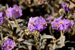 Solanum cunninghamii