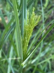 Cyperus fastigiatus
