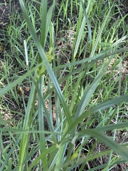 Cyperus fastigiatus