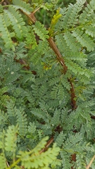 Vachellia karroo