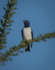 Cinnyricinclus leucogaster