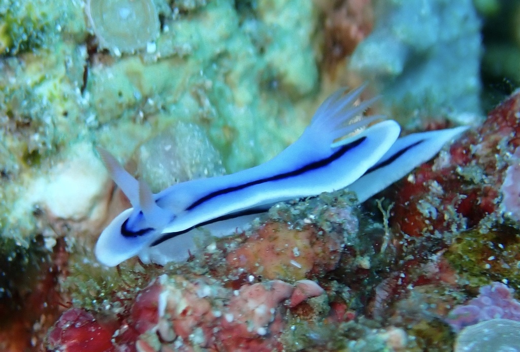 Pyjama Rainbow Dorid