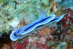 Chromodoris lochi
