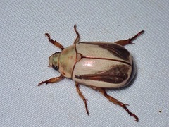 Mimela insularis