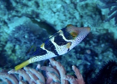 Canthigaster valentini
