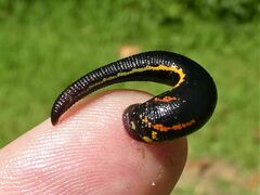 Richardsonianus australis