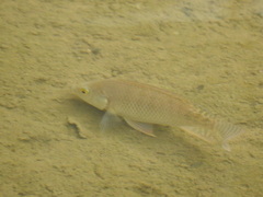 Oreochromis niloticus