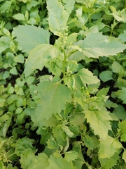 Chenopodium