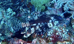 Pterois volitans