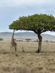 Giraffa camelopardalis tippelskirchi