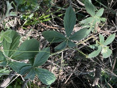 Cyphostemma