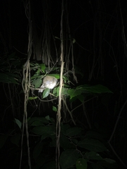 Pellorneum ruficeps