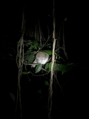 Pellorneum ruficeps