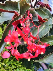 Begonia coccinea