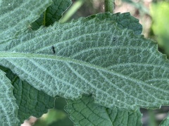 Cyphostemma