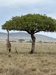 Giraffa camelopardalis tippelskirchi