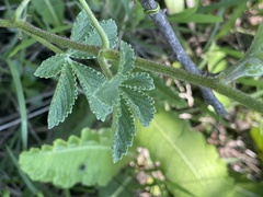 Cyphostemma