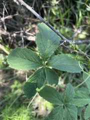 Cyphostemma