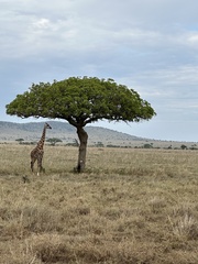 Giraffa camelopardalis tippelskirchi