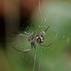 Leucauge argentina