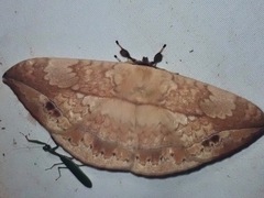 Sphingognatha asclepiades