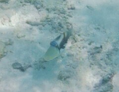 Rhinecanthus aculeatus