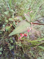 Persicaria pubescens