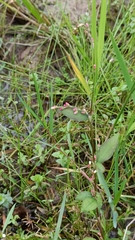 Persicaria pubescens