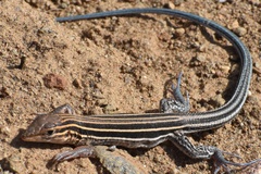 Aspidoscelis hyperythrus