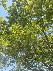 Combretum erythrophyllum
