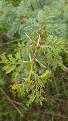 Vachellia karroo