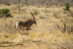 Oryx beisa beisa