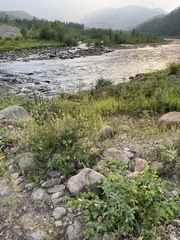 Astragalus mongholicus