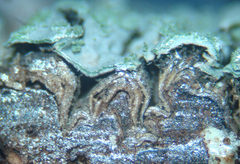 Fungi