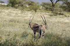 Oryx beisa beisa