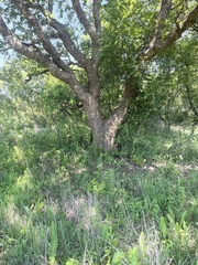 Combretum erythrophyllum