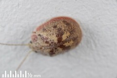 Paropsis charybdis