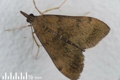 Uresiphita