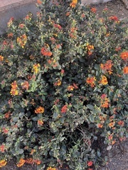 Lantana camara